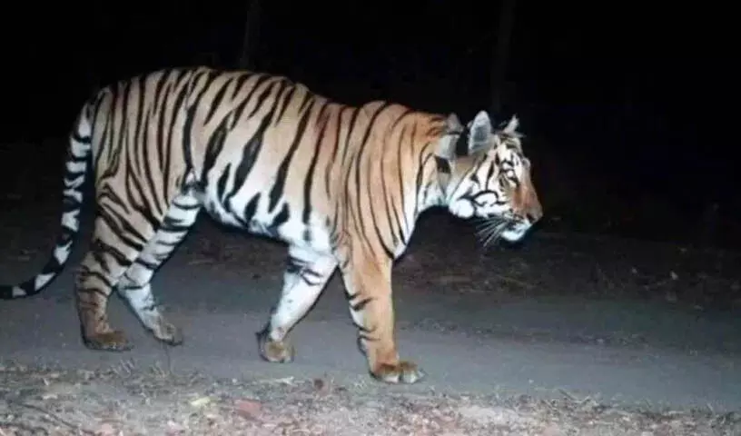 Telangana:आसिफाबाद में बाघ परिवार की आवाजाही से स्थानीय लोगों में दहशत