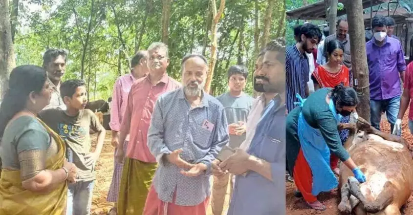 Kerala news : कोल्लम में ज्यादा पोरोट्टा खाने से 5 गायों की मौत 9 का इलाज जारी