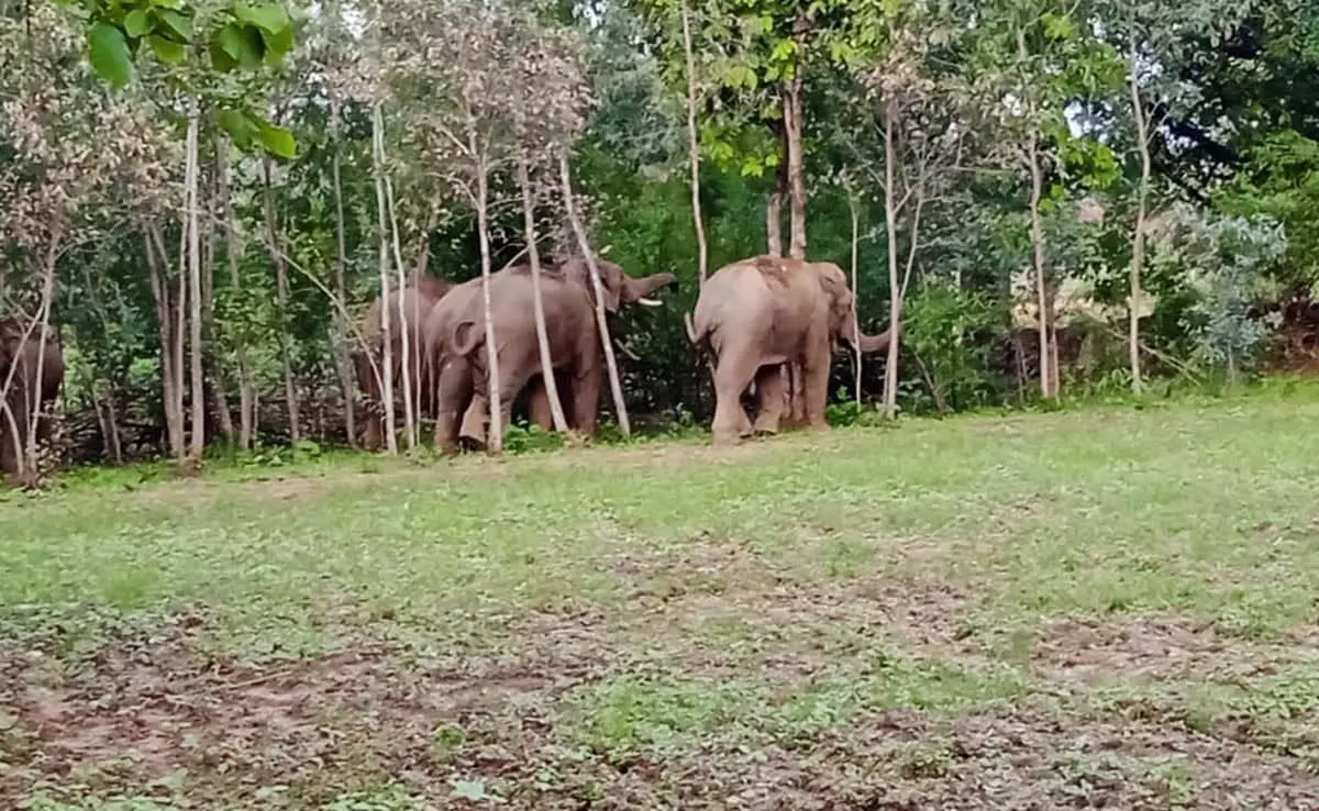 CG में हाथियों ने मचाया उत्पात, रात होते ही पहाड़ों से नीचे आ जाते
