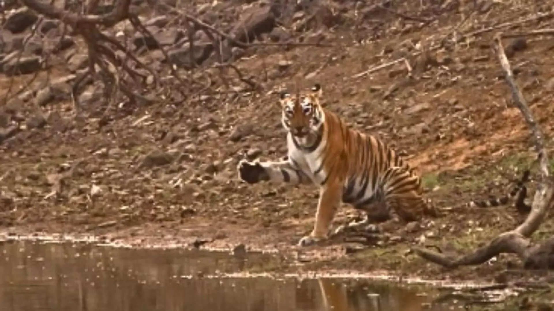 Camera को देखकर हाय करता दिखा बाघ, देखें VIDEO...
