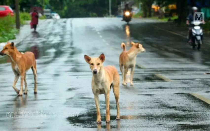 Kerala news : मलप्पुरम में आवारा कुत्तों ने स्कूली बच्चों का पीछा किया, कोई हताहत नहीं