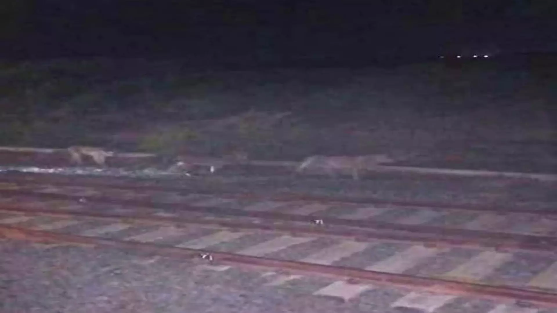 Gujarat: लोकोपायलट की कार्रवाई ने बंदरगाह के पास रेलवे ट्रैक पर शेरों के झुंड को बचाया