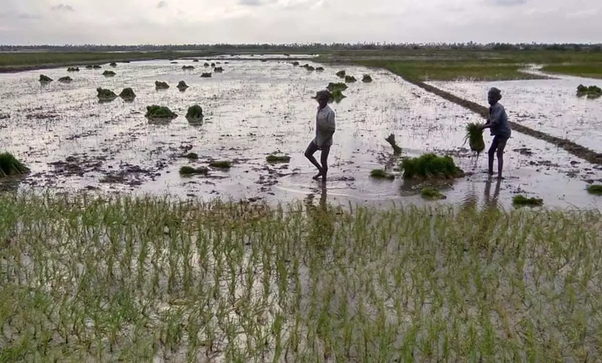 Tamil Nadu : नागपट्टिनम के किसानों ने सांबा की खेती के लिए सरकार से सहायता की मांग की