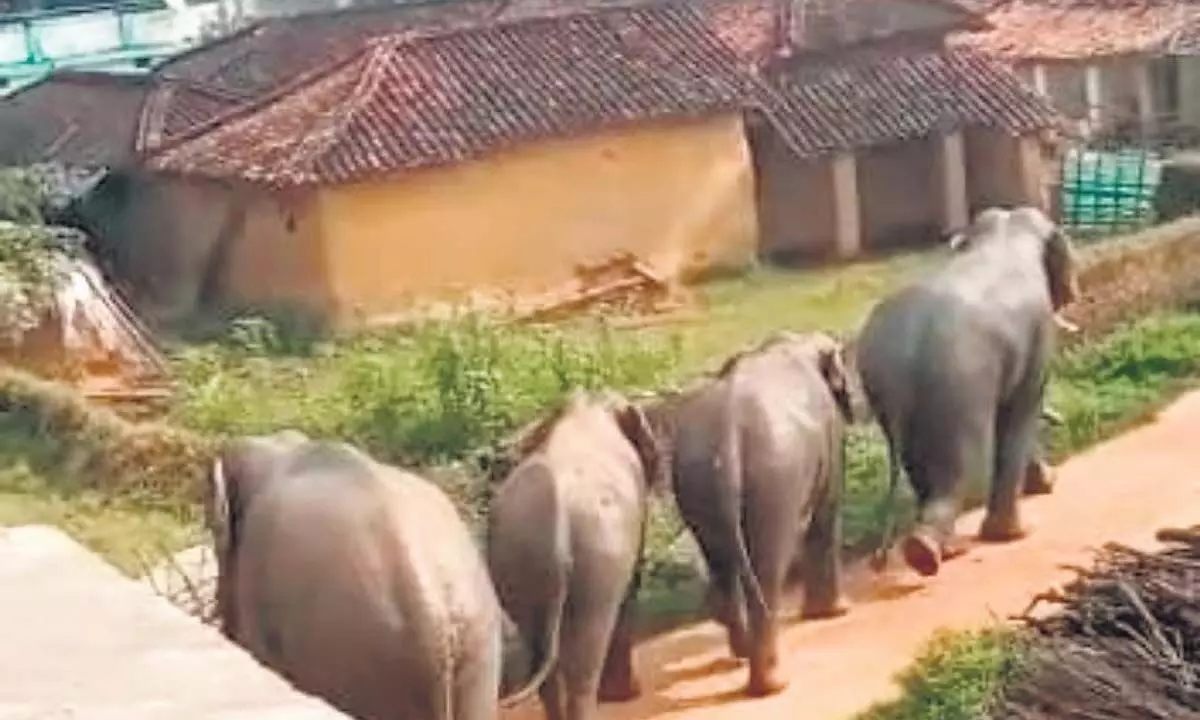 Odisha News: ओडिशा के कंधमाल में हाथियों के झुंड ने गांवों में उत्पात मचाया