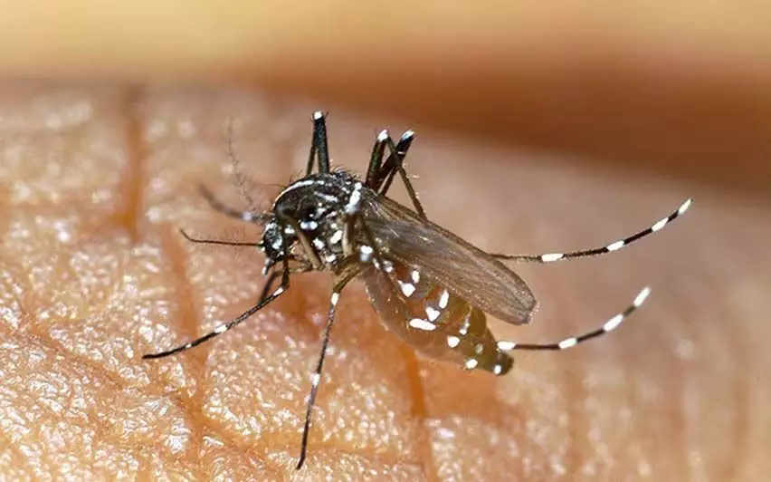 Kerala News: डेंगू के मामलों में वृद्धि के कारण कलामस्सेरी नगर पालिका के 6 अधिकारी संक्रमित