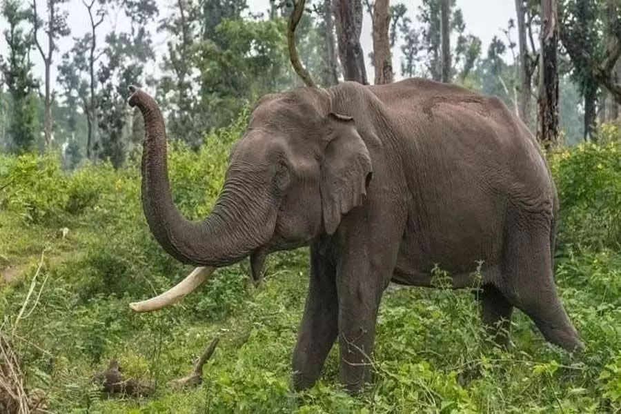 Kodagu में कुएं में गिरने से हाथी की मौत