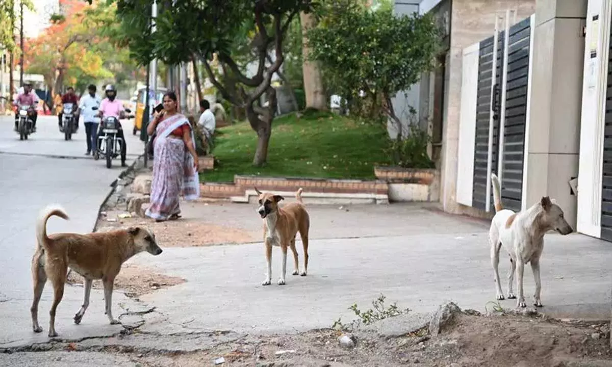Hyderabad: में आवारा कुत्तों का आतंक कभी न खत्म होने वाली बानी डरावनी कहानी