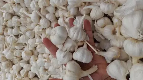 Raw garlic:  खाली पेट कच्चा लहसुन खाने से मिलते है फायदे
