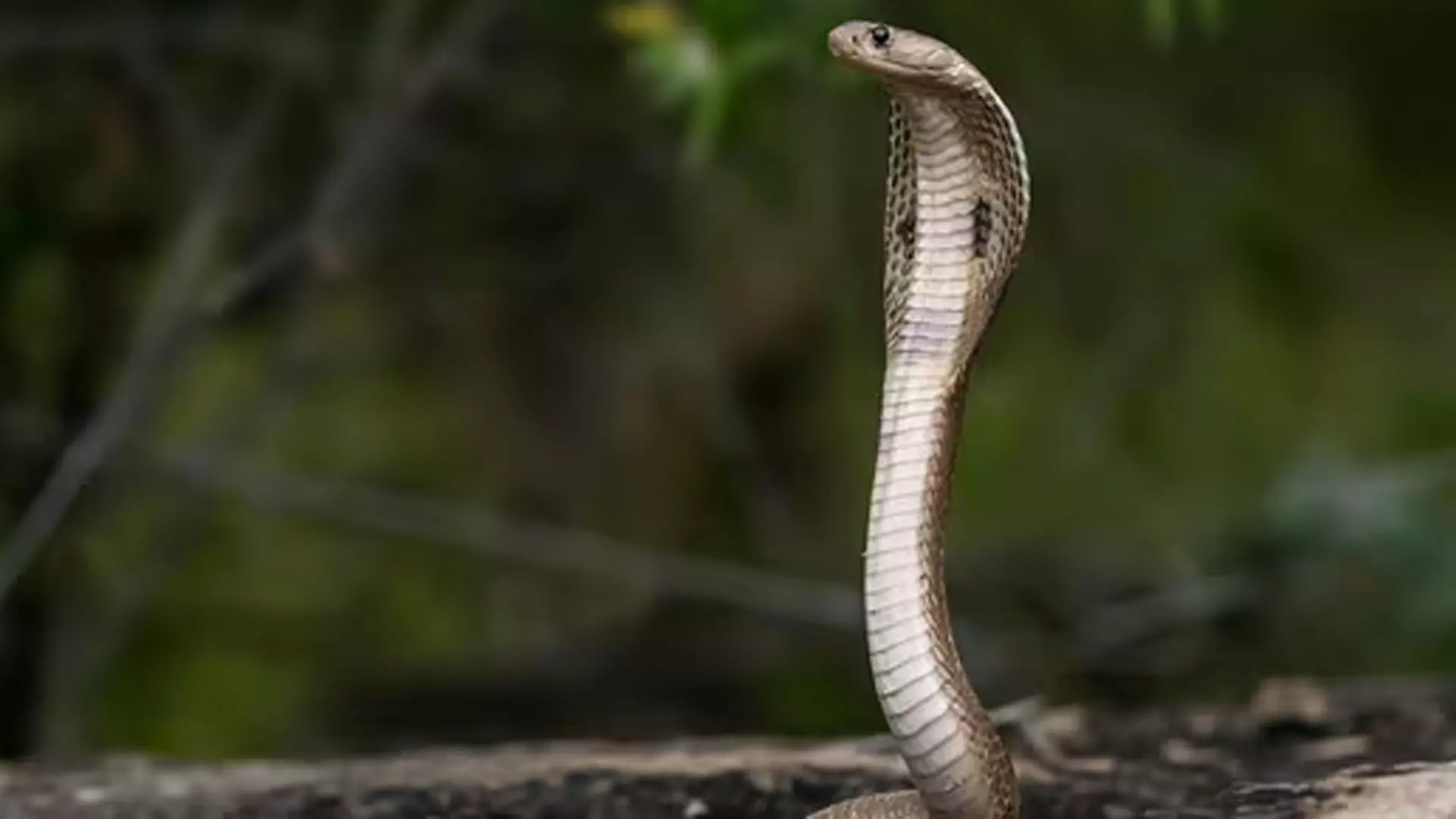 BENGALOR: बेंगलुरु के एक जोड़े ने अमेज़न पैकेज के अंदर ज़िंदा कोबरा मिलने का दावा किया