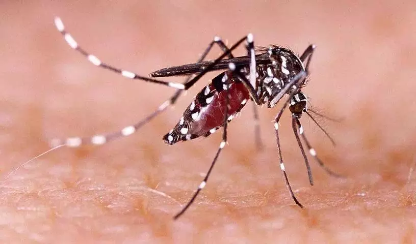 Hyderabad: डेंगू, मलेरिया पर नज़र रखने की कोई योजना नहीं