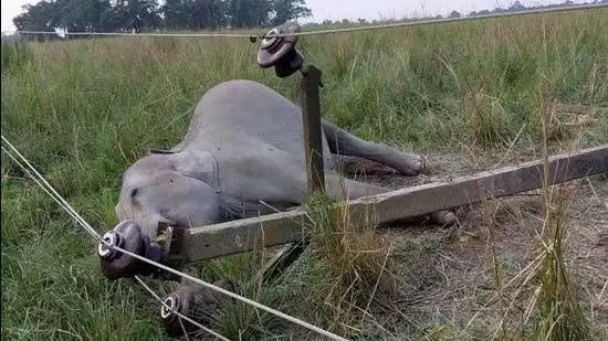 ERODE: एंथियुर जंगल में बिजली का करंट लगने से हाथी की मौत