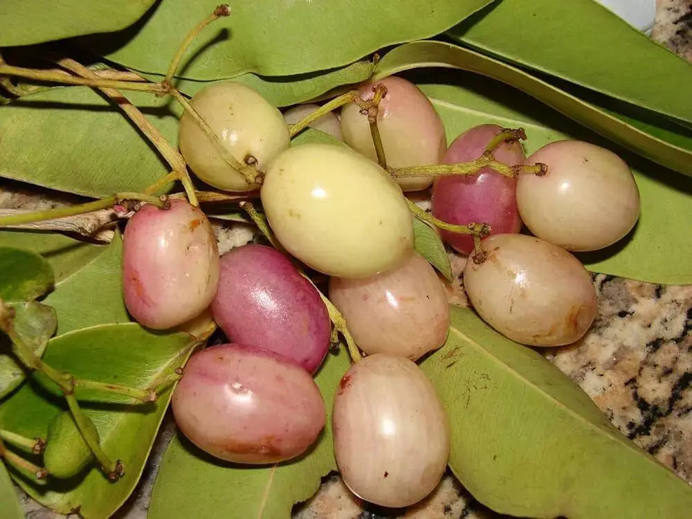 White berries : सफेद रंग के जामुन भी हैं मशहूर, करे ट्राई