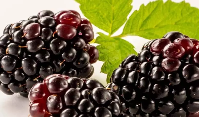 blackberries  diet ;जानें ब्लैकबेरी आहार में शामिल करने के 5 अविश्वसनीय लाभ