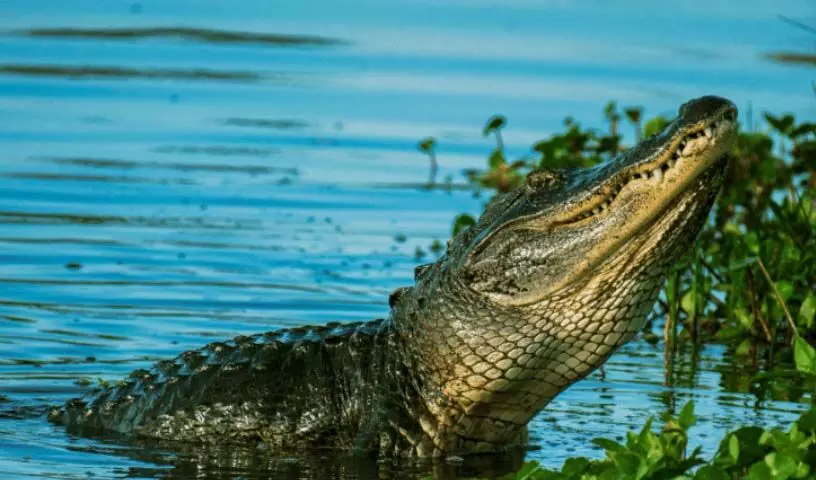 crocodile goes viral : मगरमच्छ के साथ बॉक्सिंग करने का पोस्ट हुआ  वायरल