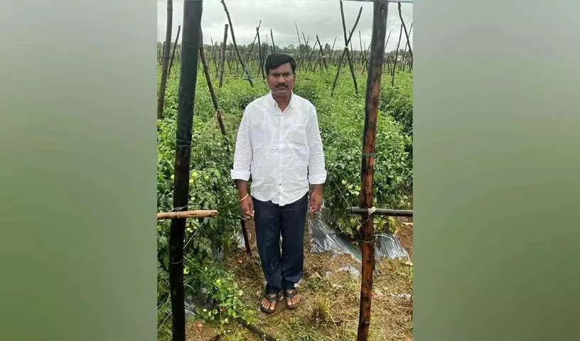 Telangana: करोड़पति टमाटर किसान ने बताया अपनी सफलता का नुस्खा