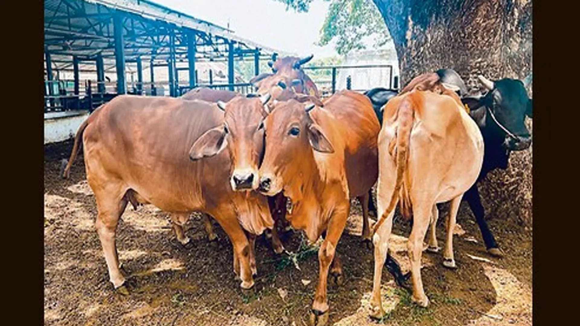 PUNE: कृषि महाविद्यालय अब ‘साहिवाल’ नस्ल की गाय का डेटा सेंटर बनेगा