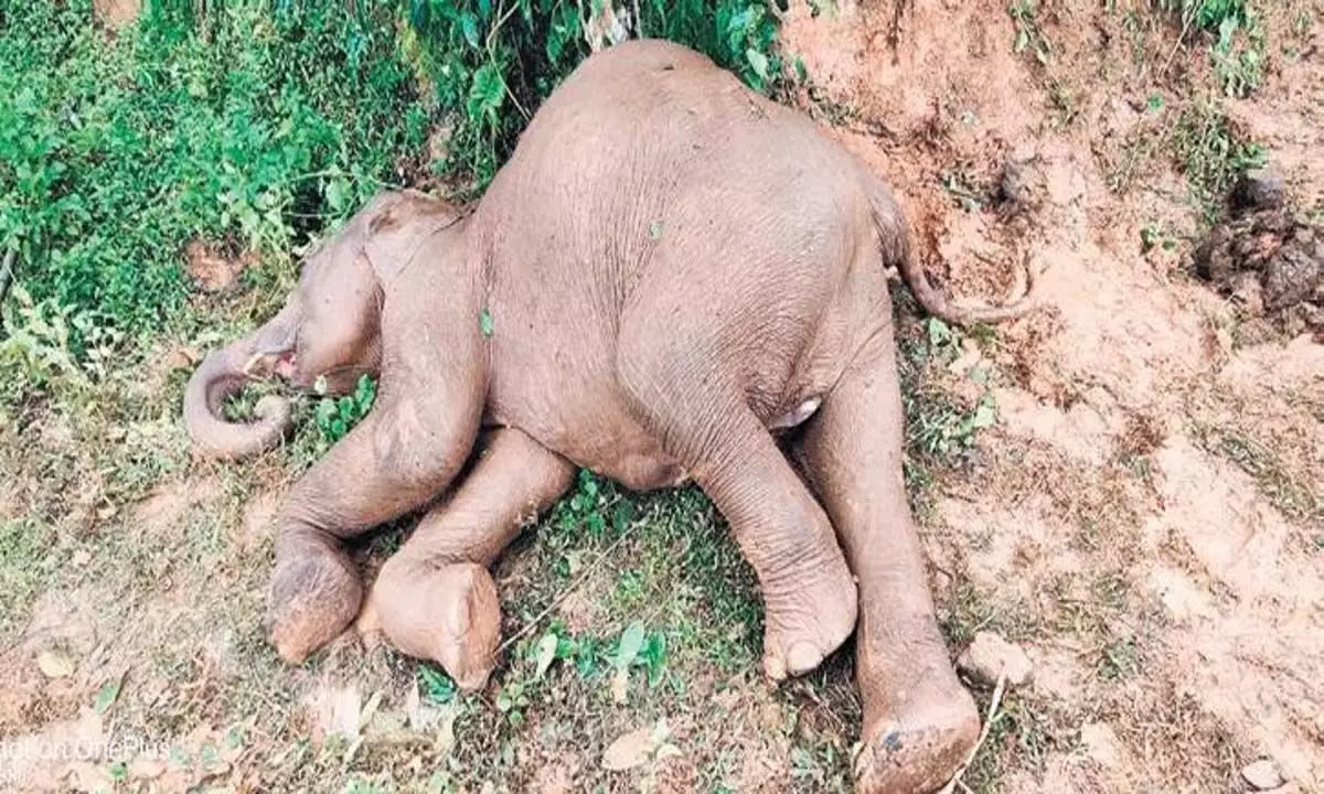 Odisha News: ओडिशा के क्योंझर जिले में हाथी मृत पाया गया
