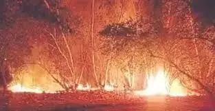 Bikaner: लूणकरनसर के जंगल में लगी आग