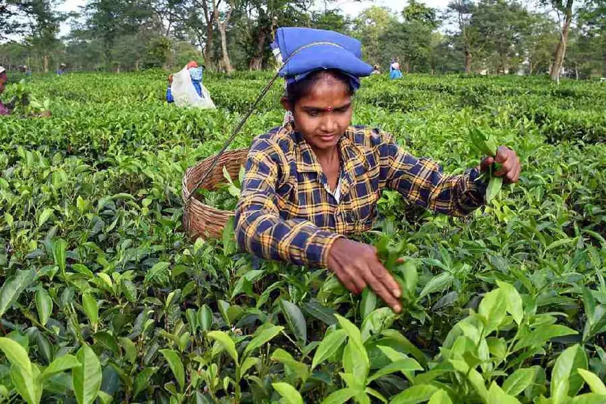 ASSAM NEWS : असम सरकार ने चाय बागान समुदायों के लिए मोबाइल चिकित्सा इकाइयों को शुरू