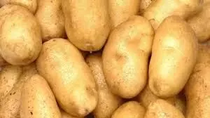 Potato Cultivation in China: चीन में उलानकाब आलू की खेती