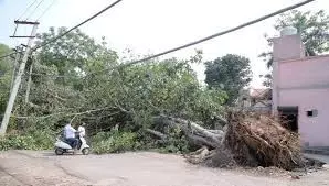 Joginder Nagar News: बिजली की तारों पर गिरे पेड़ जोगिंदर नगर में छाया अंधेरा