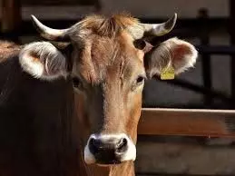 Madhya Pradesh News: MP में हर एक गाय के लिए दे रहे 40 रुपये, क्या है इसकी सच्चाई?