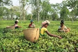 Guwahati: बंगाल में कम बारिश और अत्यधिक गर्मी के कारण चाय उत्पादन में गिरावट