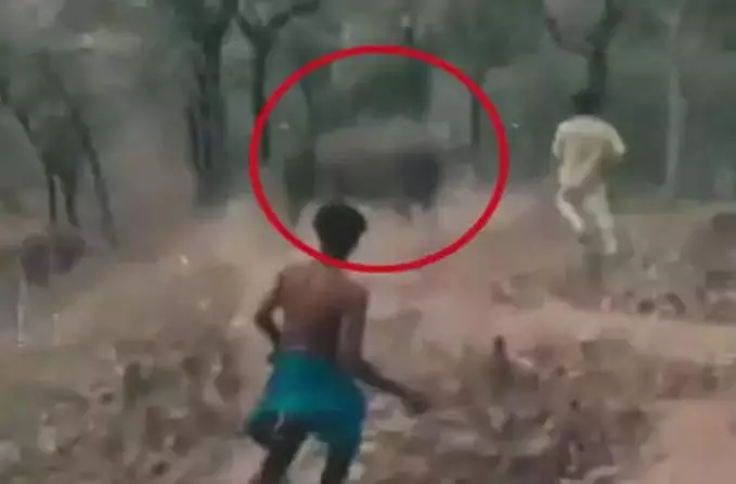 CG News: ग्रामीणों ने हाथियों के झुंड पर किया हमला, वीडियो वायरल