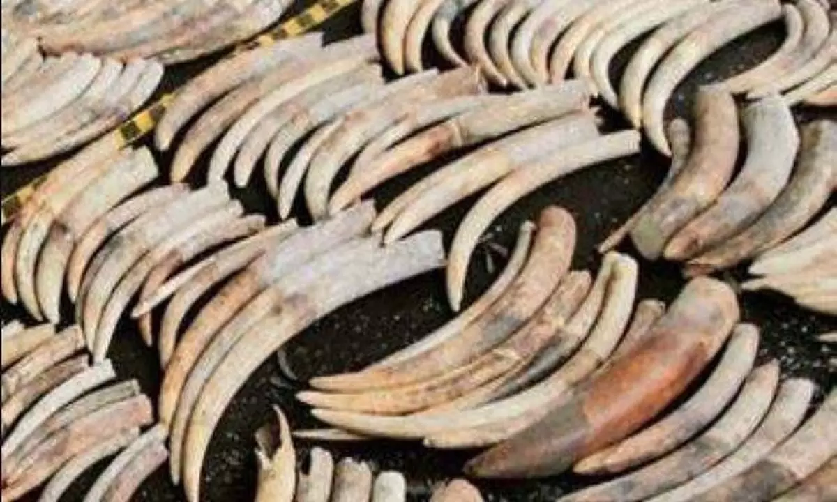 Tamil Nadu News: वन विभाग ने हाथी दांत बेचने की कोशिश नाकाम की, तमिलनाडु में सात लोग गिरफ्तार
