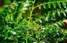 Benefits of curry leaves:  कड़ी पत्ते के जानिए फायदे