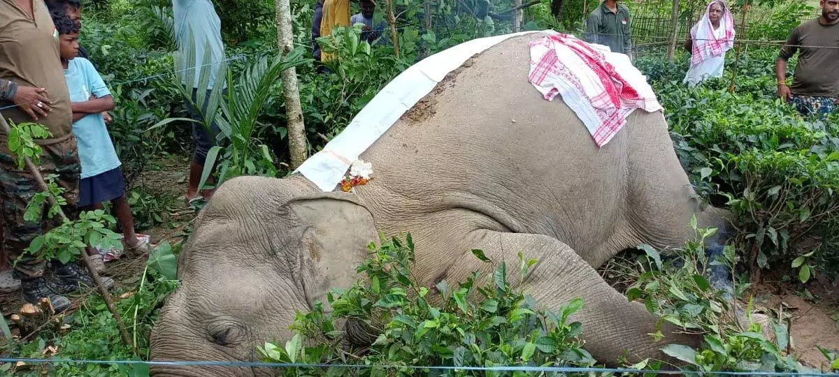 ASSAM NEWS :  पेंगारी में रहस्यमय परिस्थितियों में जंगली हाथी की मौत