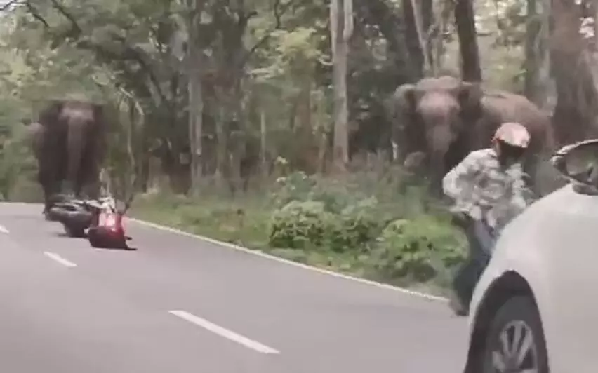 KERALA NEWS : वायनाड में जंगली हाथी के हमले से बाल-बाल बचे मोटरसाइकिल सवार