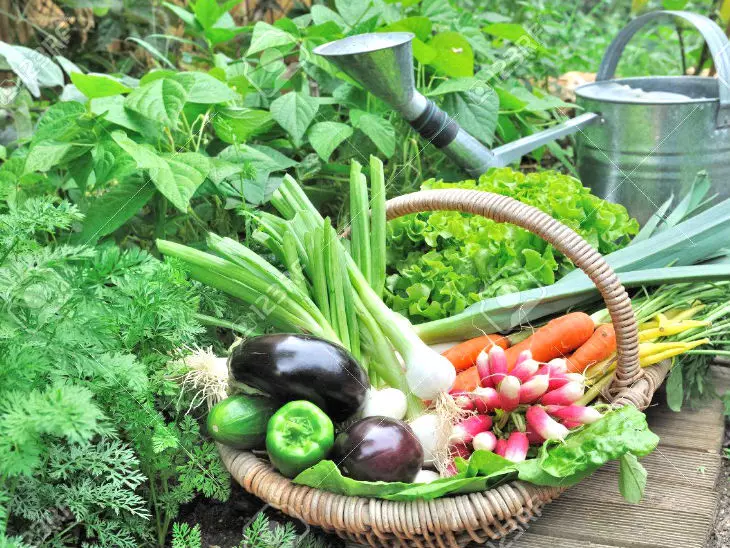Shimla: मिड-डे मील वर्कर प्रदेश के सभी स्कूलों में किचन गार्डन तैयार करेंगे
