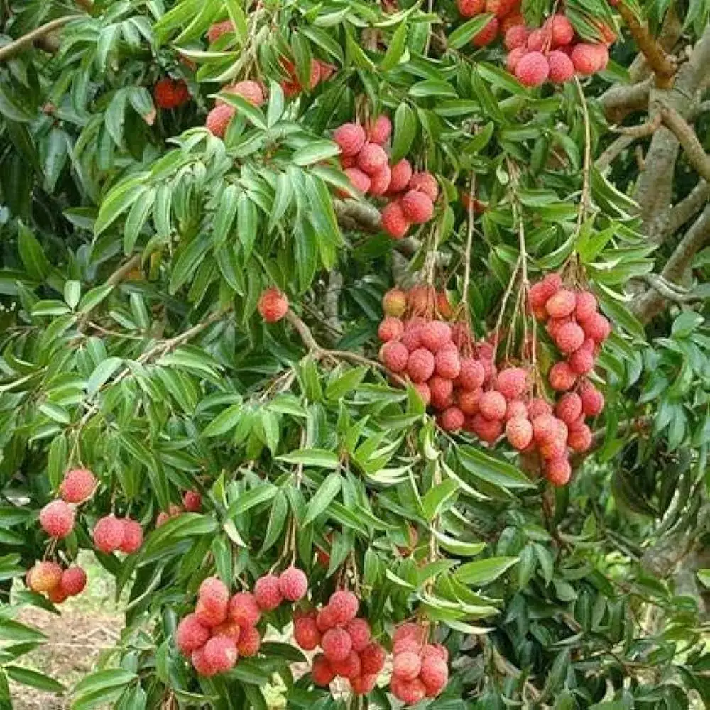 Sweet Lychee:  मीठी लीची है आपकी त्वचा के लिए वरदान