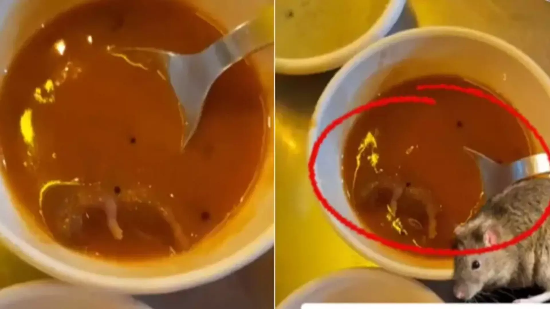 Shocking video: अहमदाबाद के रेस्टोरेंट में सांभर में मिला मरा हुआ चूहा, देखें VIDEO...
