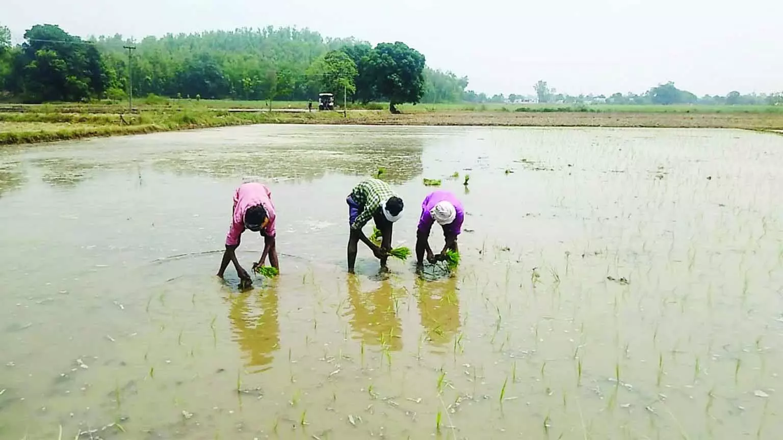 Rain होने से धान की फसल को मिली राहत