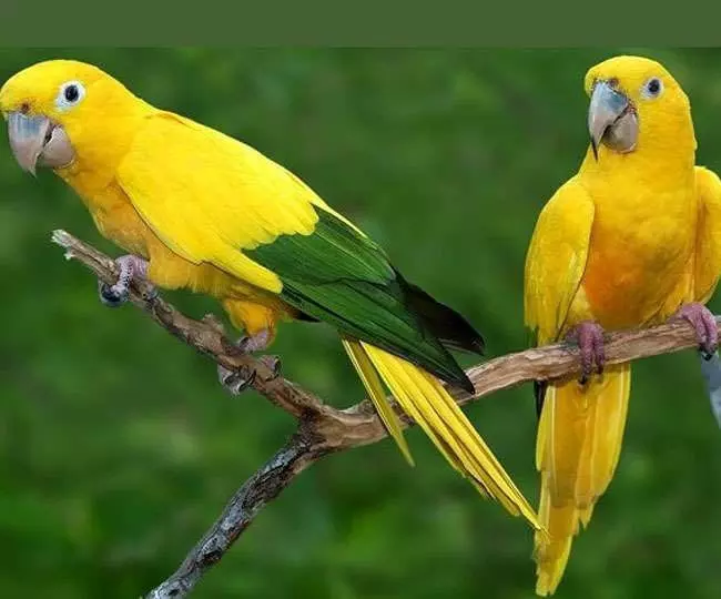 Vastu Tips : घर में तोता पालना सही है या गलत जानिए