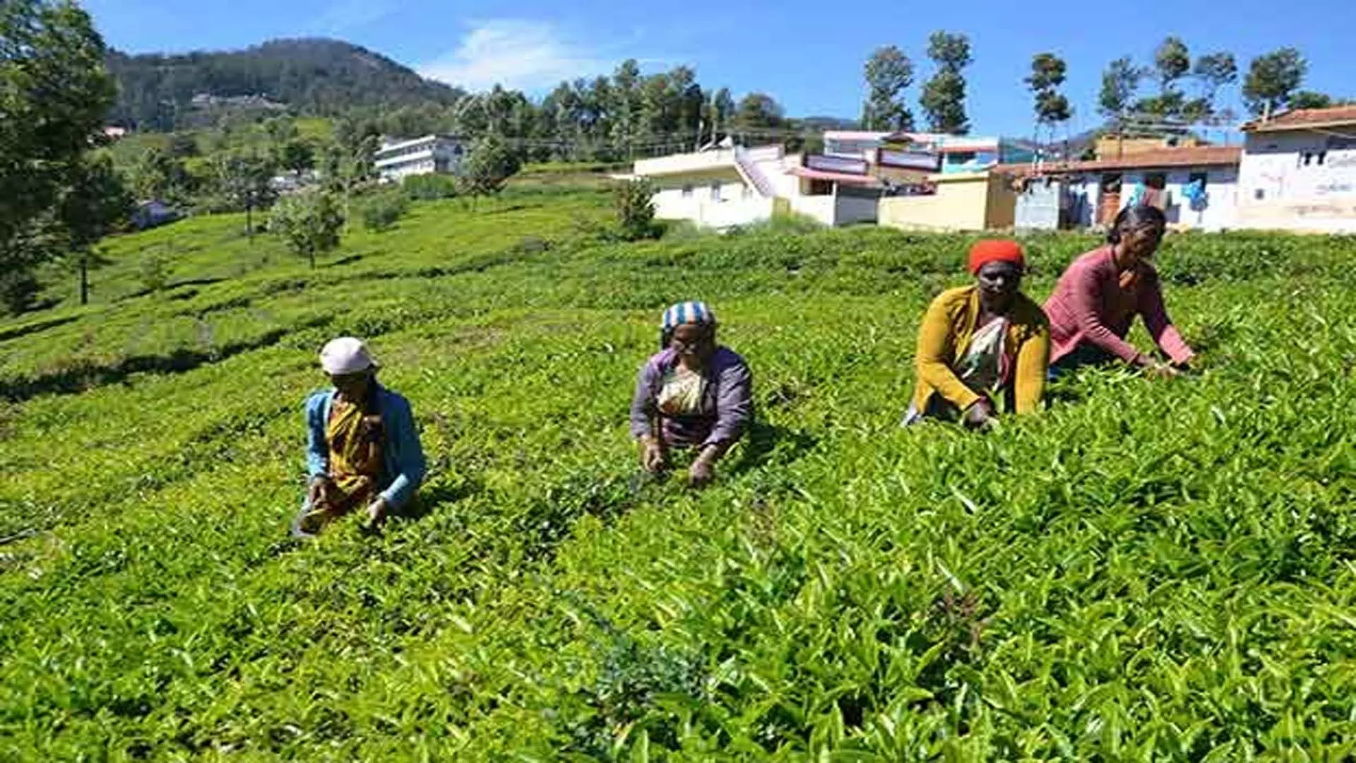 African, एशियाई चाय उत्पादकों ने वैश्विक मांग-आपूर्ति असंतुलन पर चिंता जताई