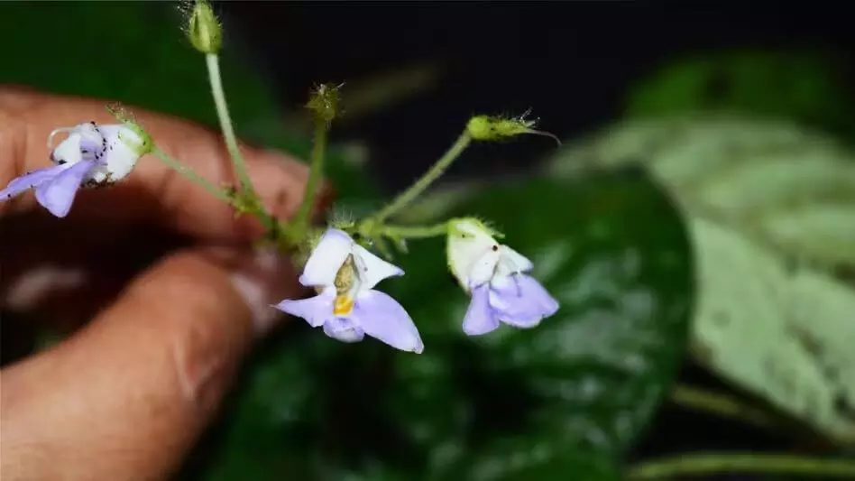 ARUNACHAL NEWS :  अरुणाचल प्रदेश में नई पौधों की प्रजातियाँ खोजी गईं