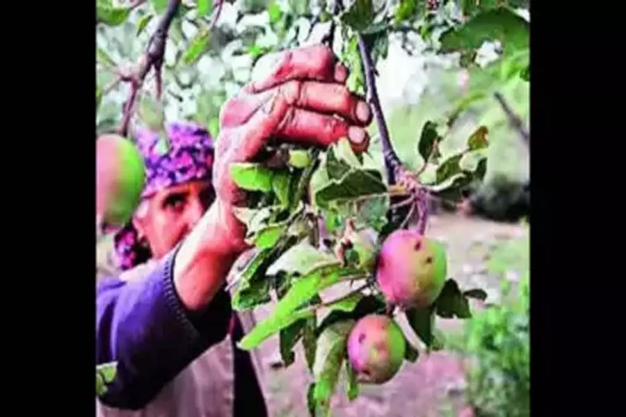 Himachal Pradesh की सेब अर्थव्यवस्था को इस साल भारी नुकसान होने वाला