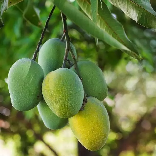 raw mango: कच्चे आम से होने वाले बड़े फायदे