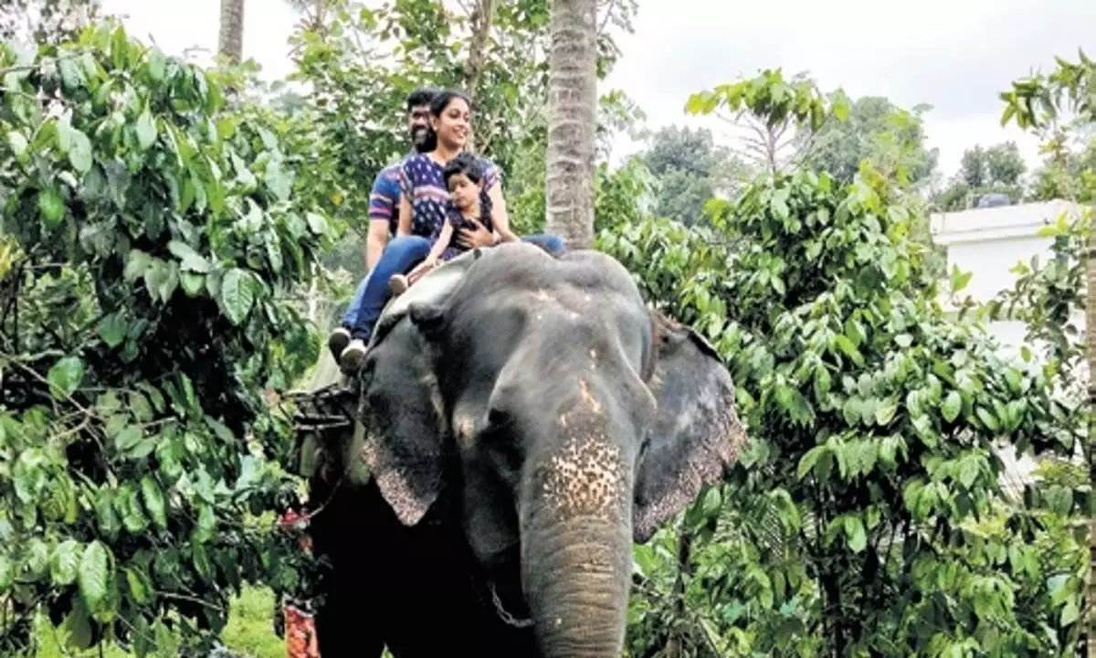 Kerala News: इडुक्की में हाथी ने महावत को रौंदा, हाथी सफारी पार्क खतरे में
