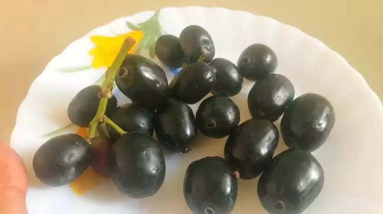 Kala Jamun:ब्लड शुगर ही नहीं मोटापा कंट्रोल करने में भी मददगार है