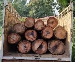 Nainital: वन विभाग ने लकड़ी तस्करी मामले में चार ट्रकों को किया सीज