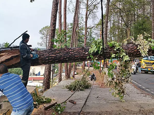 Thane में भारी बारिश, पेड़ गिरने की घटनाएं सामने आईं