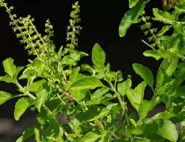Vastu Tips : घर में लगाएं ये 4 पौधे धन की देवी की बरसेगी कृपा जानिए उपाए