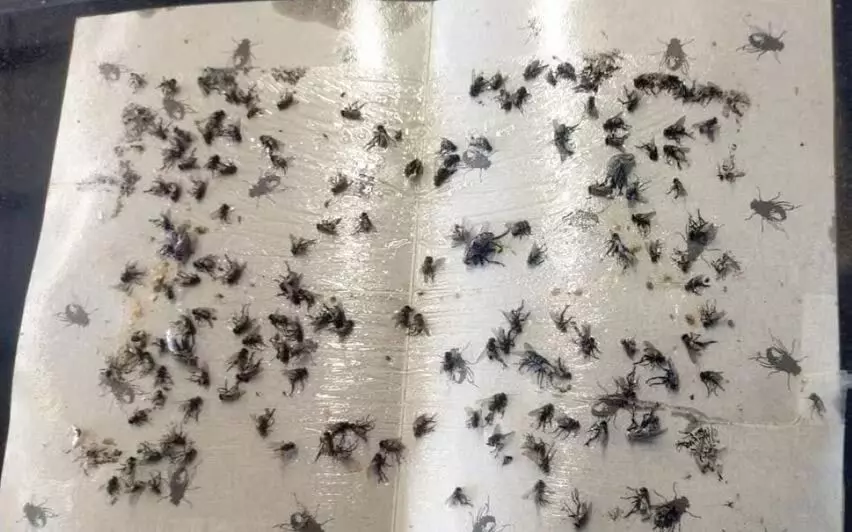 KERALA NEWS : केरल में बढ़ती खतरनाक मक्खियों की समस्या चिंता का विषय