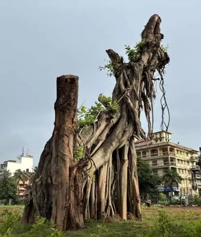 Goa: कैम्पल में स्थानांतरित और प्रत्यारोपित 200 साल पुराने बरगद के पेड़ ने आखिरकार सांस ली