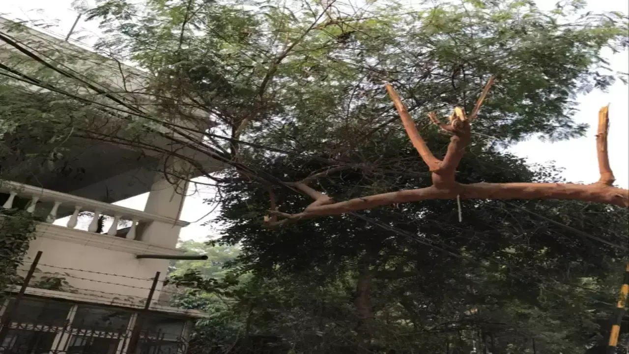Adityapur : बिजली के तार पर गिरी पेड़ की डाली, कई घरों व दुकानों में नुकसान