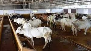 Churu : गौशालाओं में आधारभूत परिसम्पतियों के निर्माण हेतु ऑनलाईन आवेदन आमंत्रित